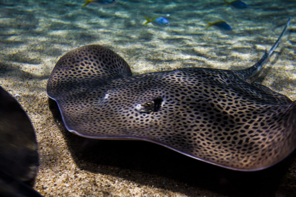 Torpedo ray on the ocean floor, the electric fish used by ancient Romans in the earliest known history of EMS.