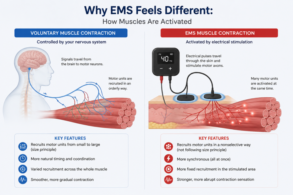 Diagram comparing a voluntary muscle contraction with an EMS muscle contraction, including differences in motor unit recruitment and activation.