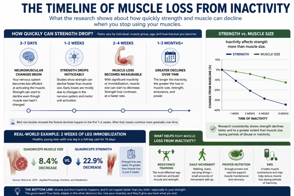 Detailed infographic illustrating muscle loss from inactivity and the changes that happen when muscles are used less.