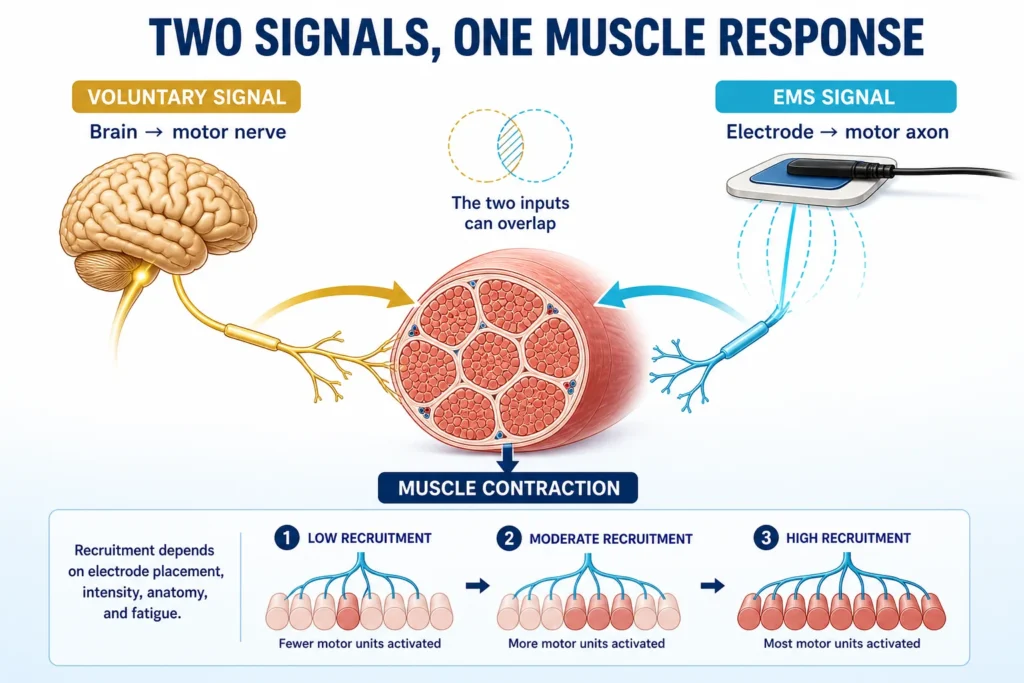 Scientific illustration of voluntary and EMS signal pathways, motor neurons, muscle fascicles, and increasing motor-unit recruitment.
